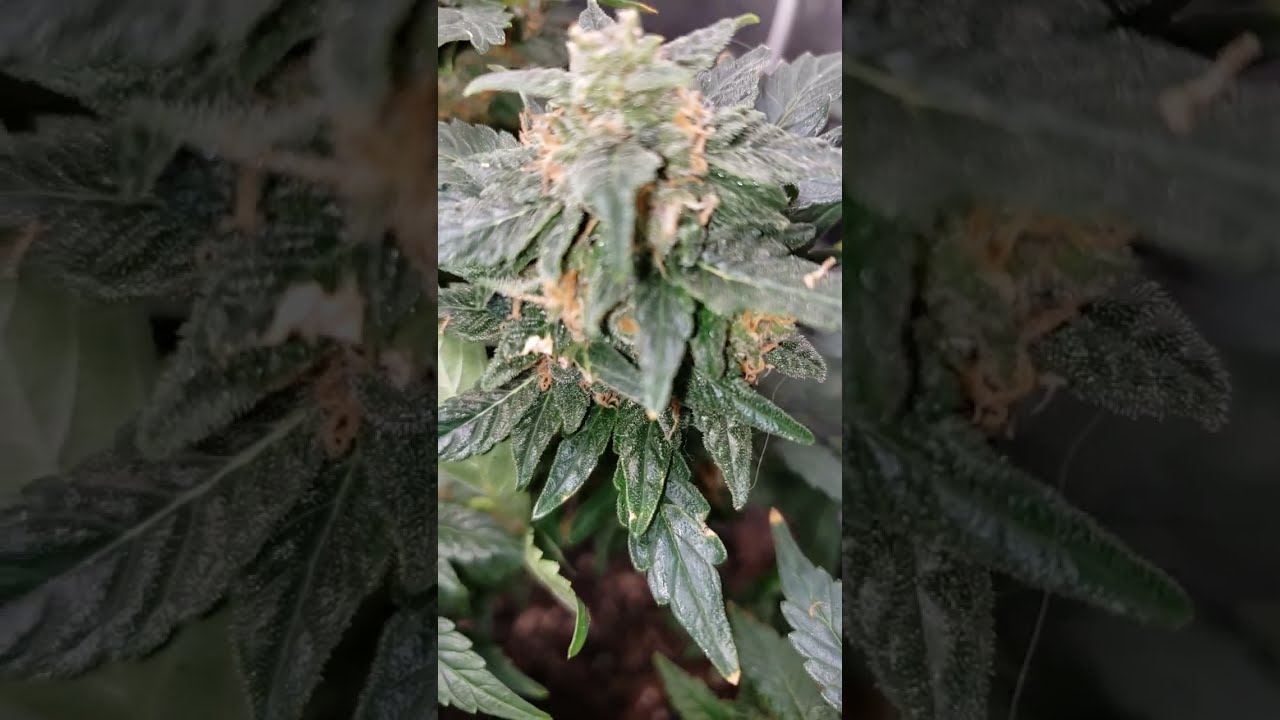 tiny tentpeek today preharvest with a boomer learning to grow series