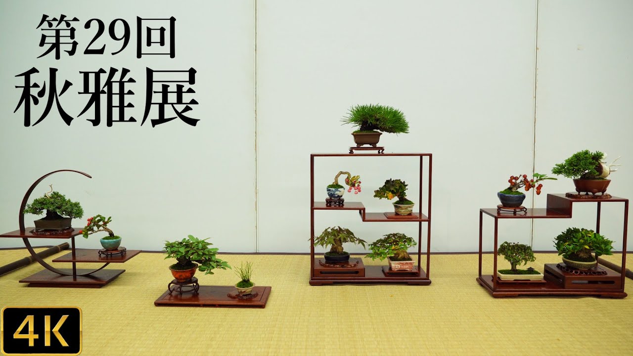 【盆栽】小品盆栽フェア 第29回秋雅展 【Bonsai】Shohin Bonsai Exhibition the 29th Shuga-ten