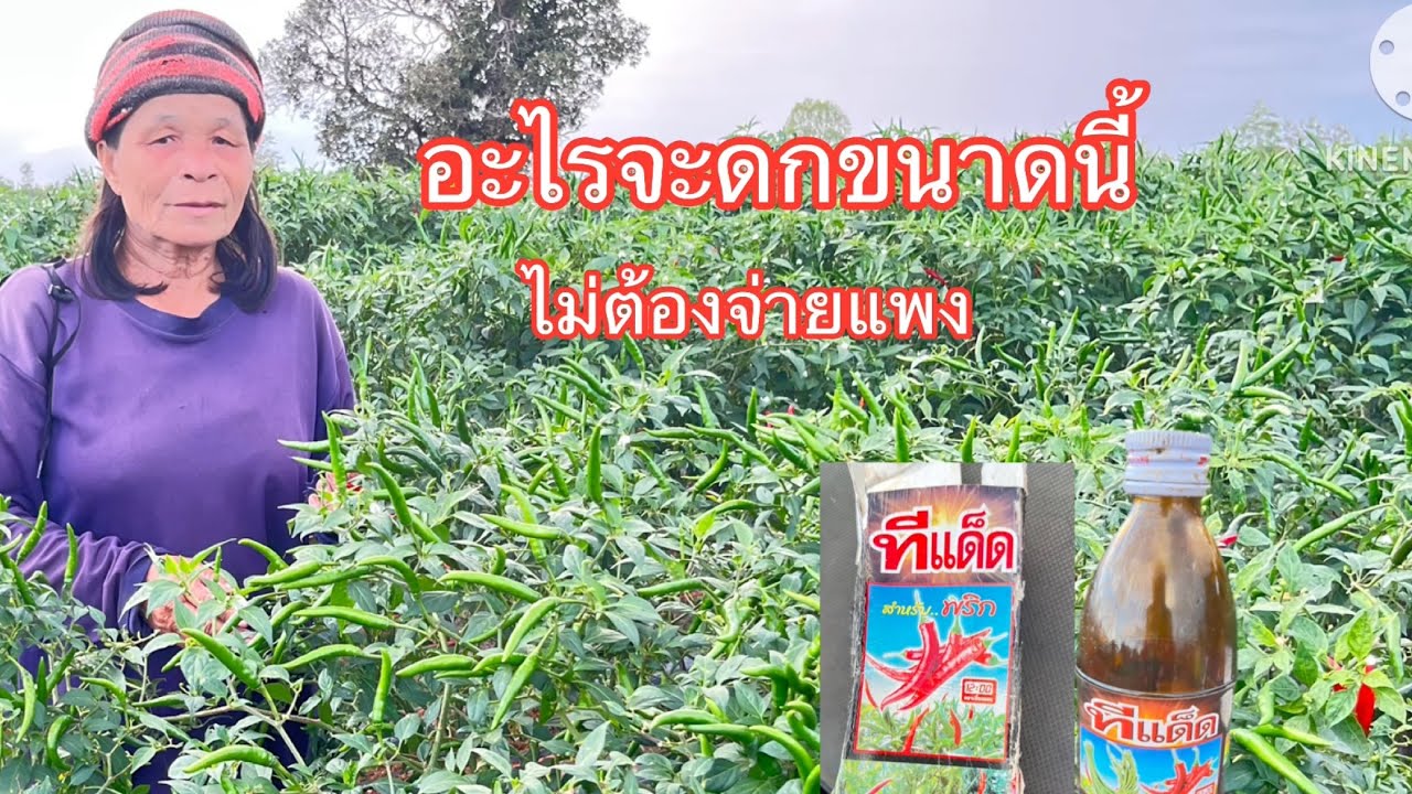 #พริกดกลูกสวย ด้วยสูตรประหยัดต้นทุน# ไม่ต้องจ่ายแพง
