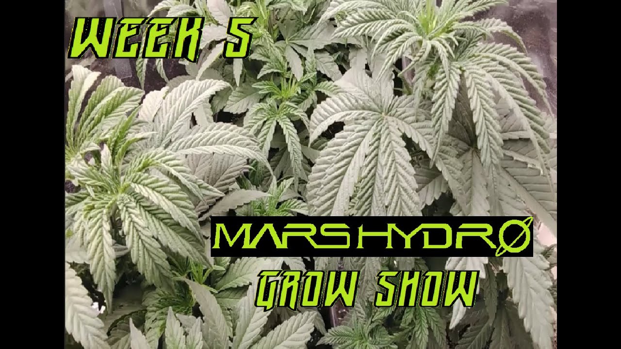 weed plant & Cannabis grow show w/Mars Hydro leaves big as my head 2nd trim
