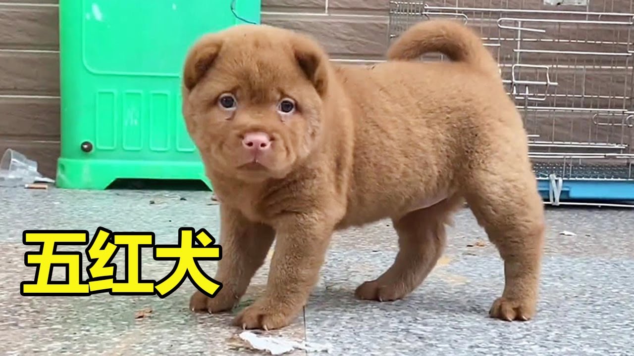 跑几百公里到东莞，梦寐以求的五红犬，今天终于把它带回家了！ #五红犬#梁风有信