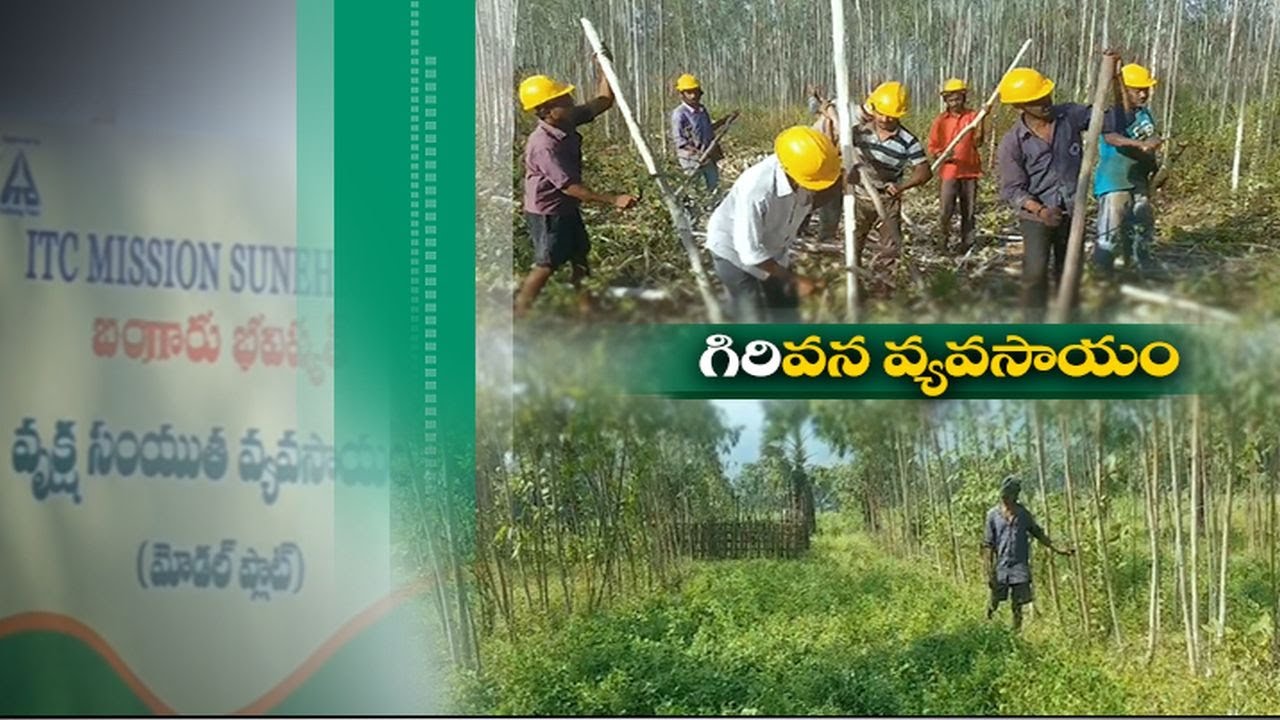 వృక్ష  సంయుత వ్యవసాయం వైపు గిరిజన రైతులు