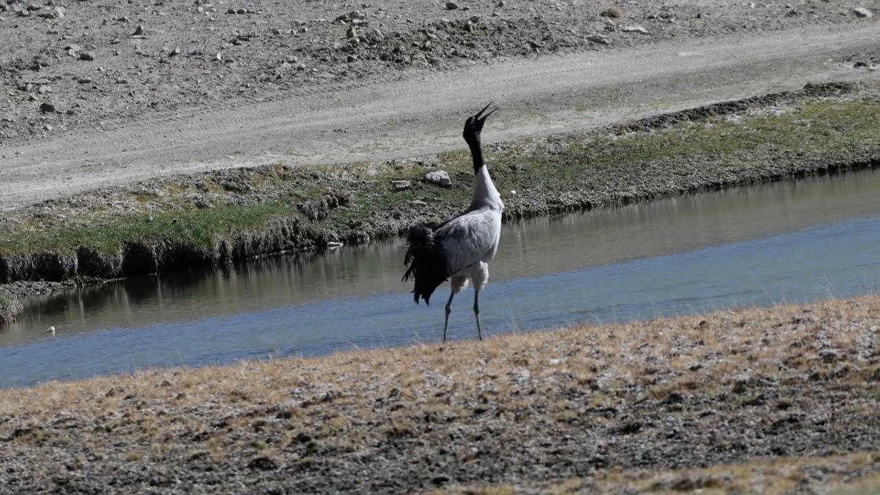 Black-necked Crane, Hanley Ladakh India.