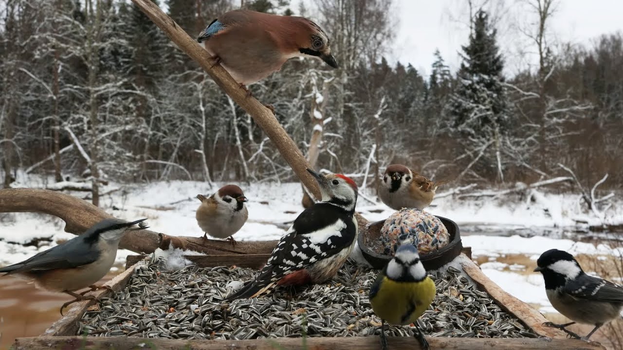 🔴 Forest Bird Feeder | Relaxing Nature Sounds from the Forest [ 2026/1/4 ]