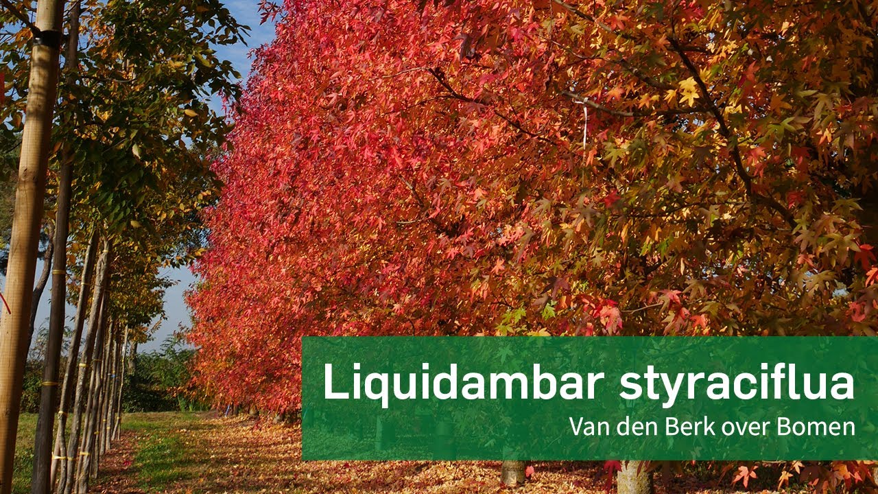 Liquidambar styraciflua - Amberboom | Van den Berk over Bomen