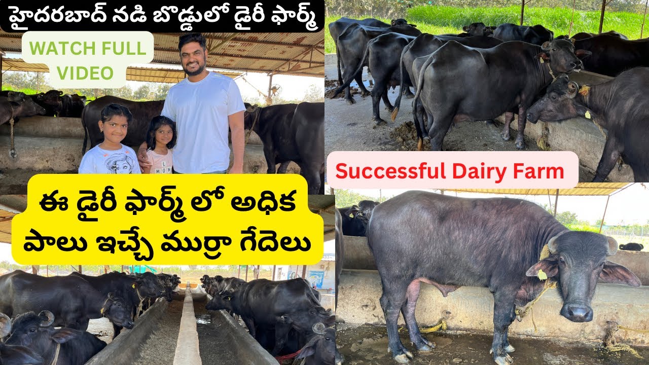 Biggest Dairy Farm In Hyderabad | రోజుకి 300+లీటర్లు పాలు సప్లై చేస్తున్న డైరీ ఫార్మ్ Successful