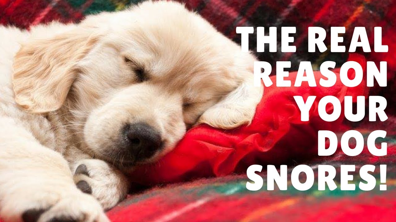Why Do Dogs Snore?