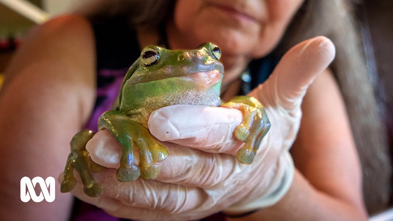 This is Australia's only frog hospital. They're on the front lines of a crisis 🐸 | ABC Australia