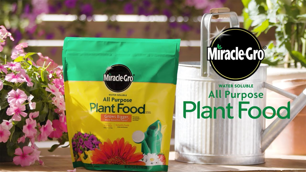 How to Use Miracle-Gro&reg; Water Soluble All Purpose Plant Food