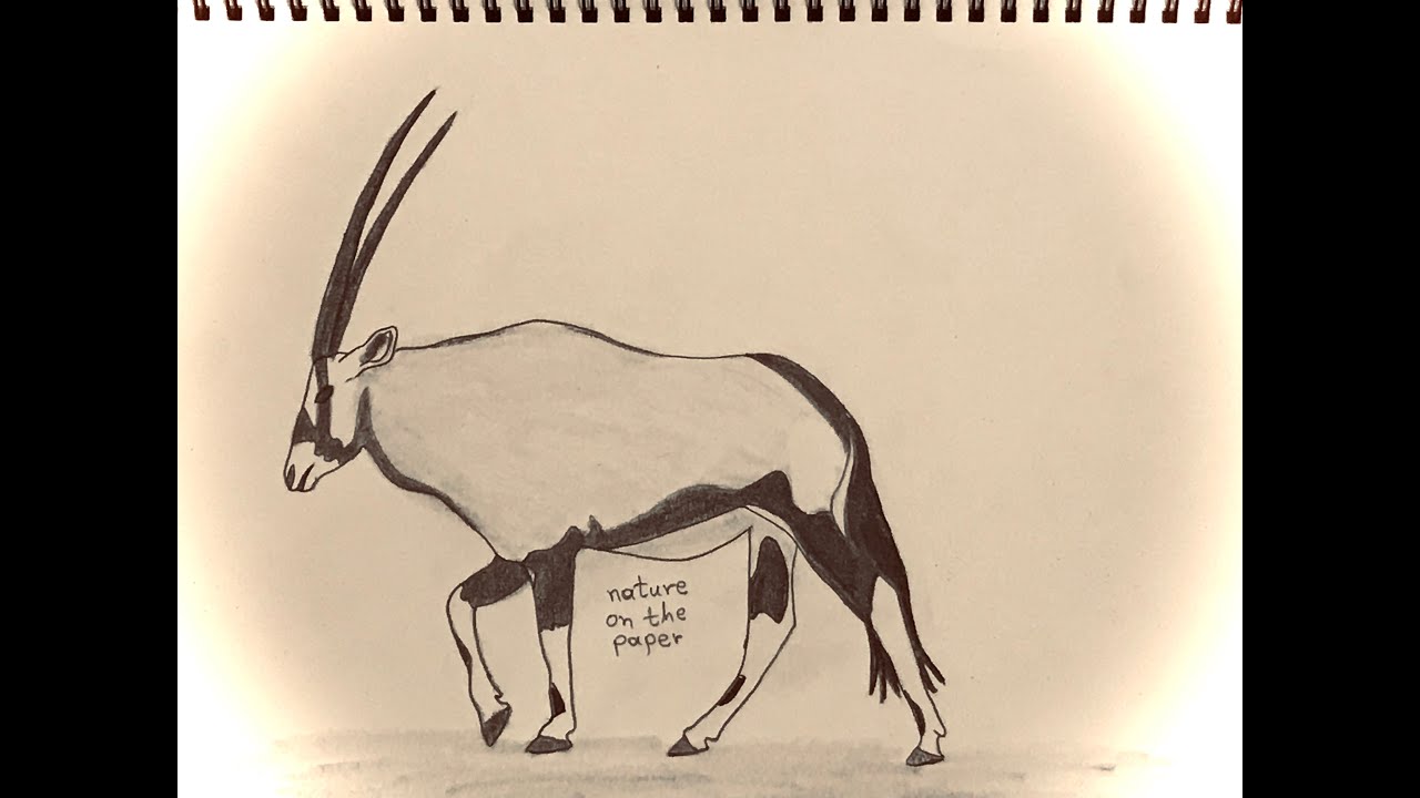 HOW TO DRAW ANIMALS/ORYX BEISA/&Pi;&Omega;&Sigma; &Nu;&Alpha; &Zeta;&Omega;&Gamma;&Rho;&Alpha;&Phi;&Iota;&Sigma;&Omega; &Zeta;&Omega;&Alpha;/&Omicron;&Rho;&Upsilon;&Xi; &Mu;&Pi;&Epsilon;Ϊ&Sigma;&Alpha;