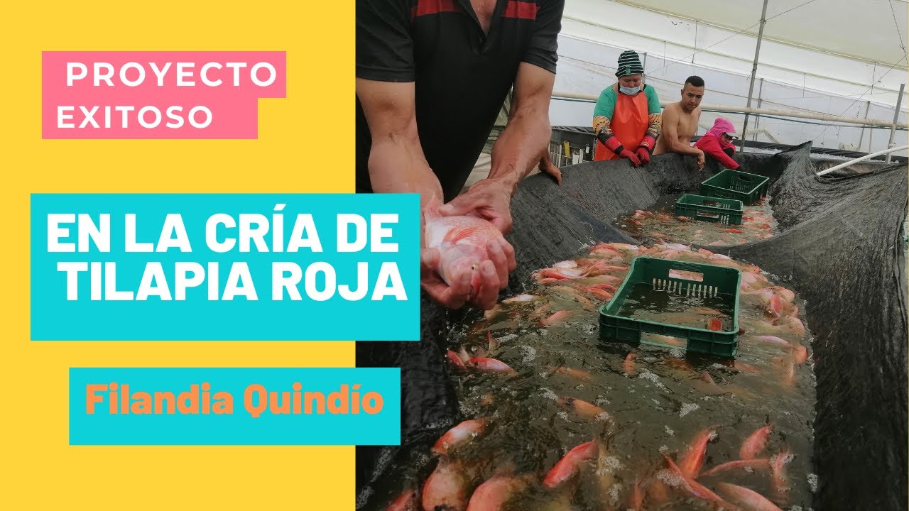 Proyecto Exitoso en la Cría de Tilapia   Filandia Quindío