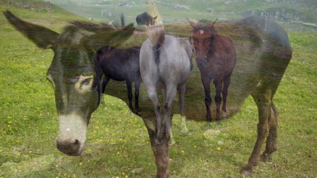 Paesaggi e flora alpina