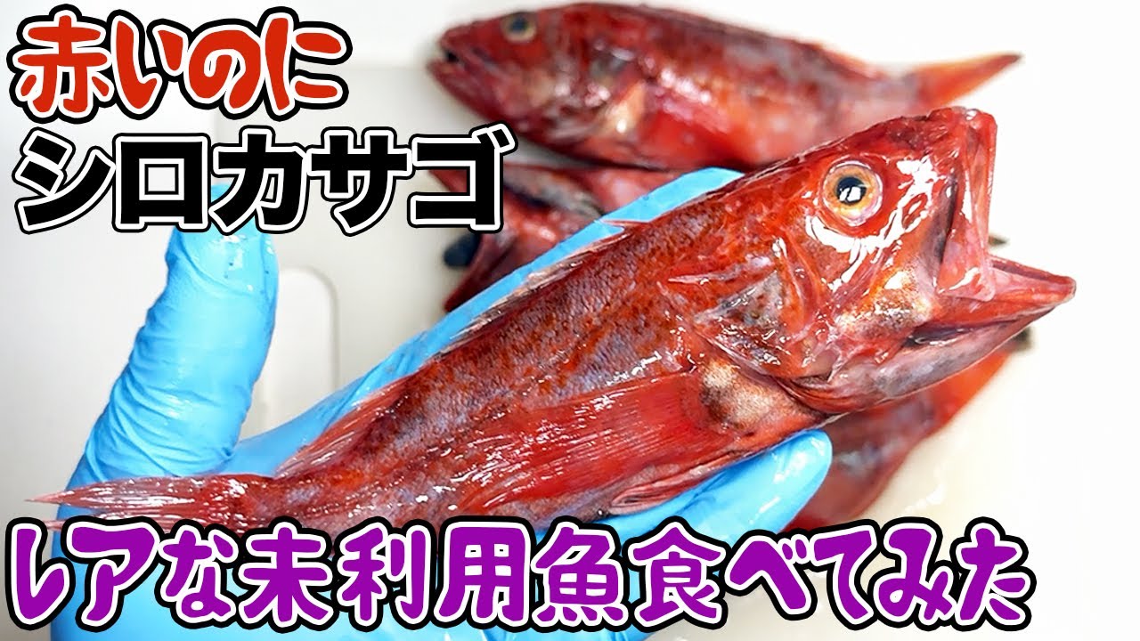 赤いのに「シロカサゴ」！レアな未利用魚食べてみた