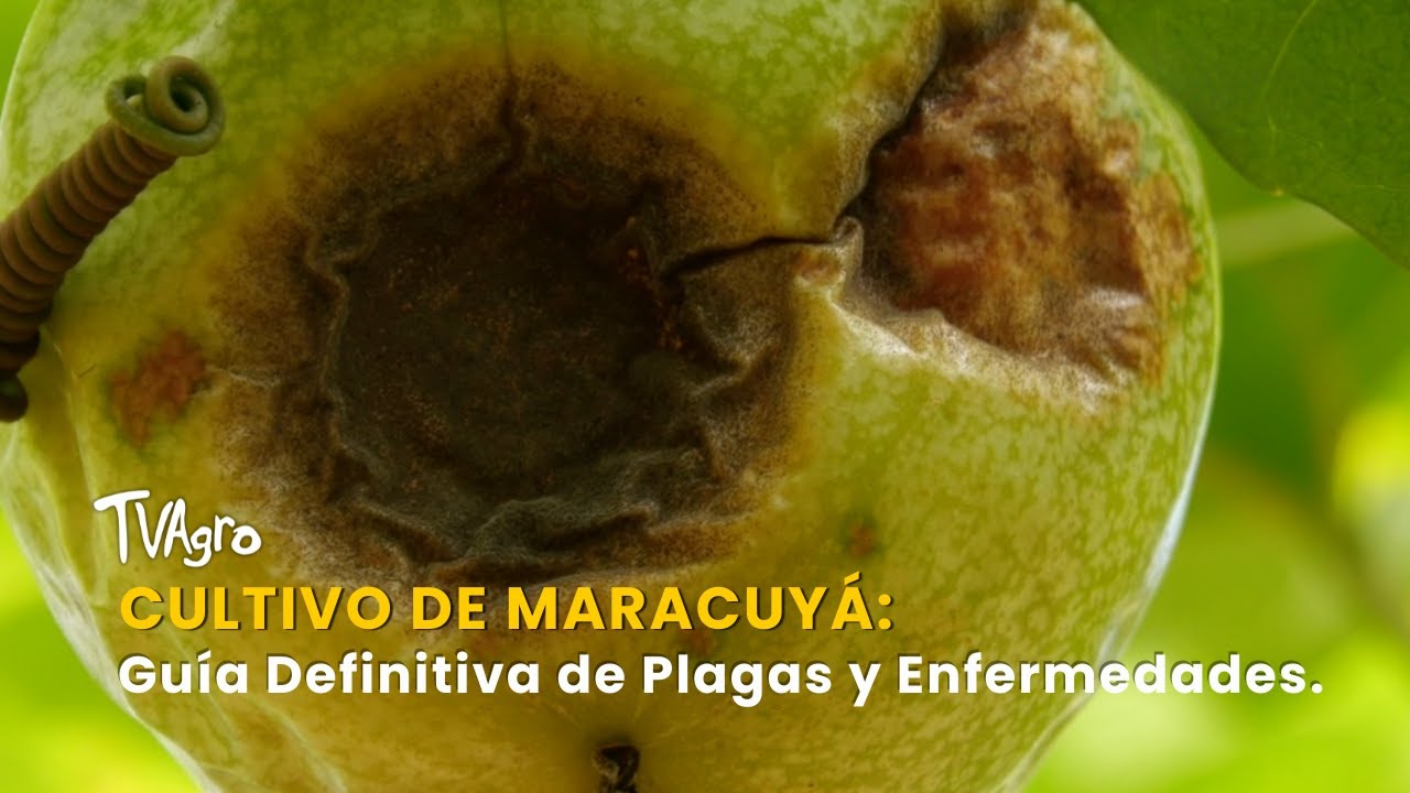 Cultivo de Maracuyá: Guía Definitiva de Plagas y Enfermedades - TvAgro por Juan Gonzalo Angel