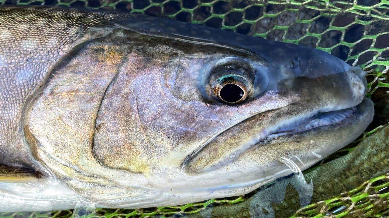 Shiribeshitoshibetsu river Hokkaido 後志利別川 アメマス / slow fishing