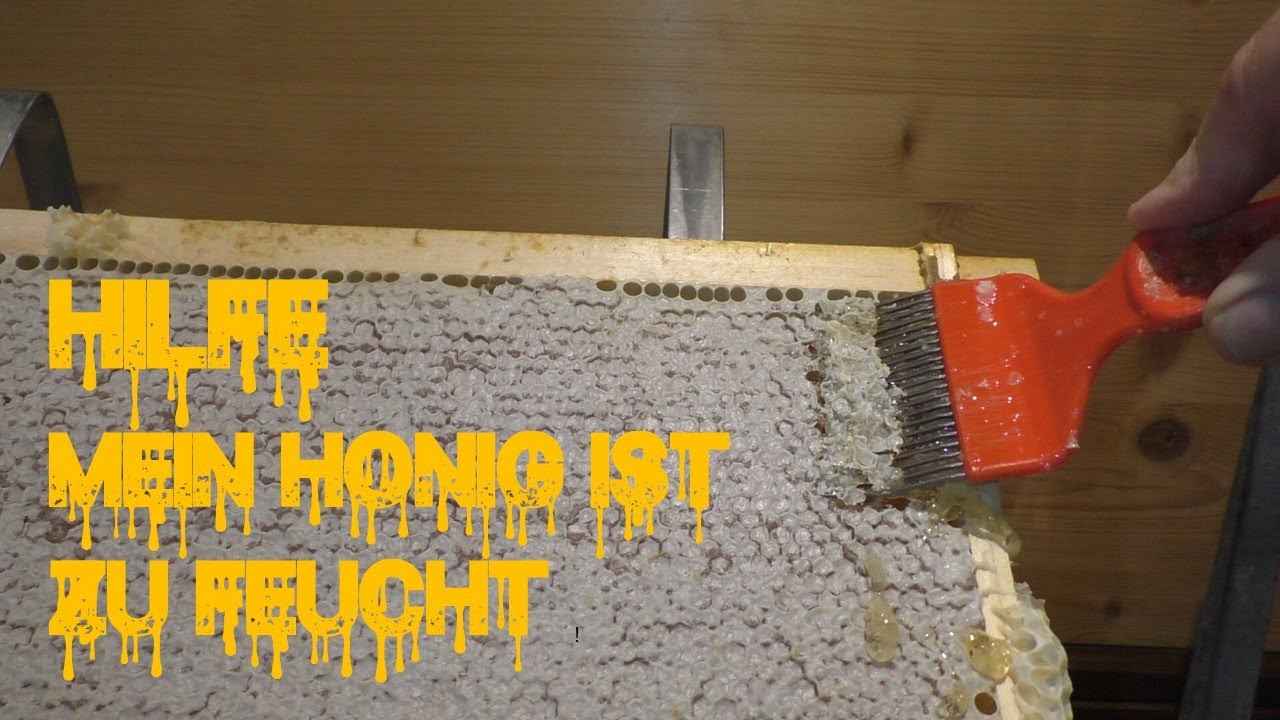 Hilfe - mein Honig ist zu feucht