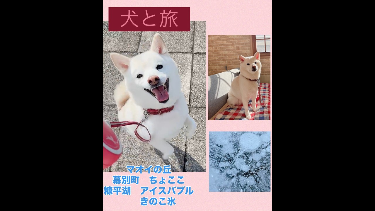 帯広旅行　幕別町ドックcafeちょここと糠平湖アイスバブル