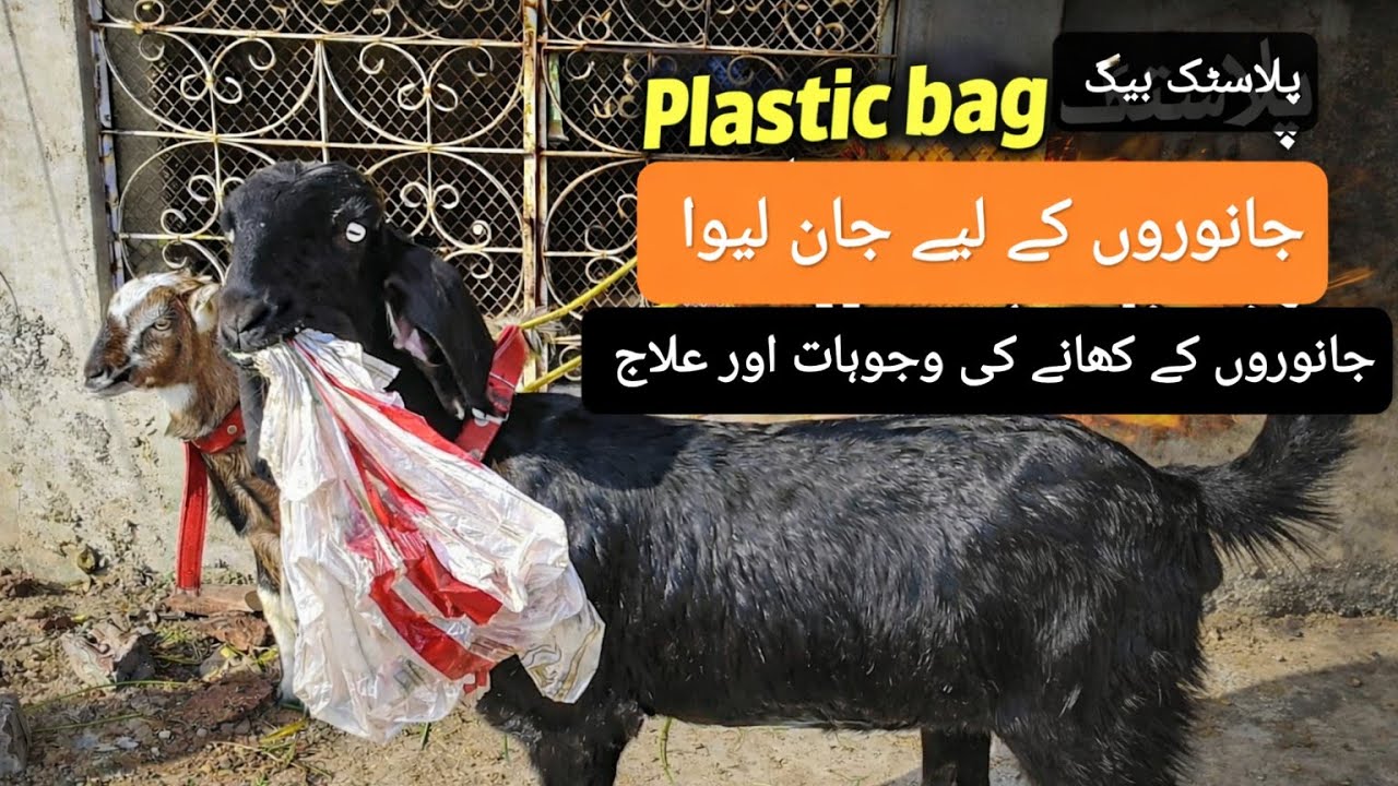 بکریوں کی پلاسٹک بیگ کھانے کی وجوہات، ممکنہ خطرناک نتائج اور علاج اس ویڈیو میں Beetal and Teddy Goat