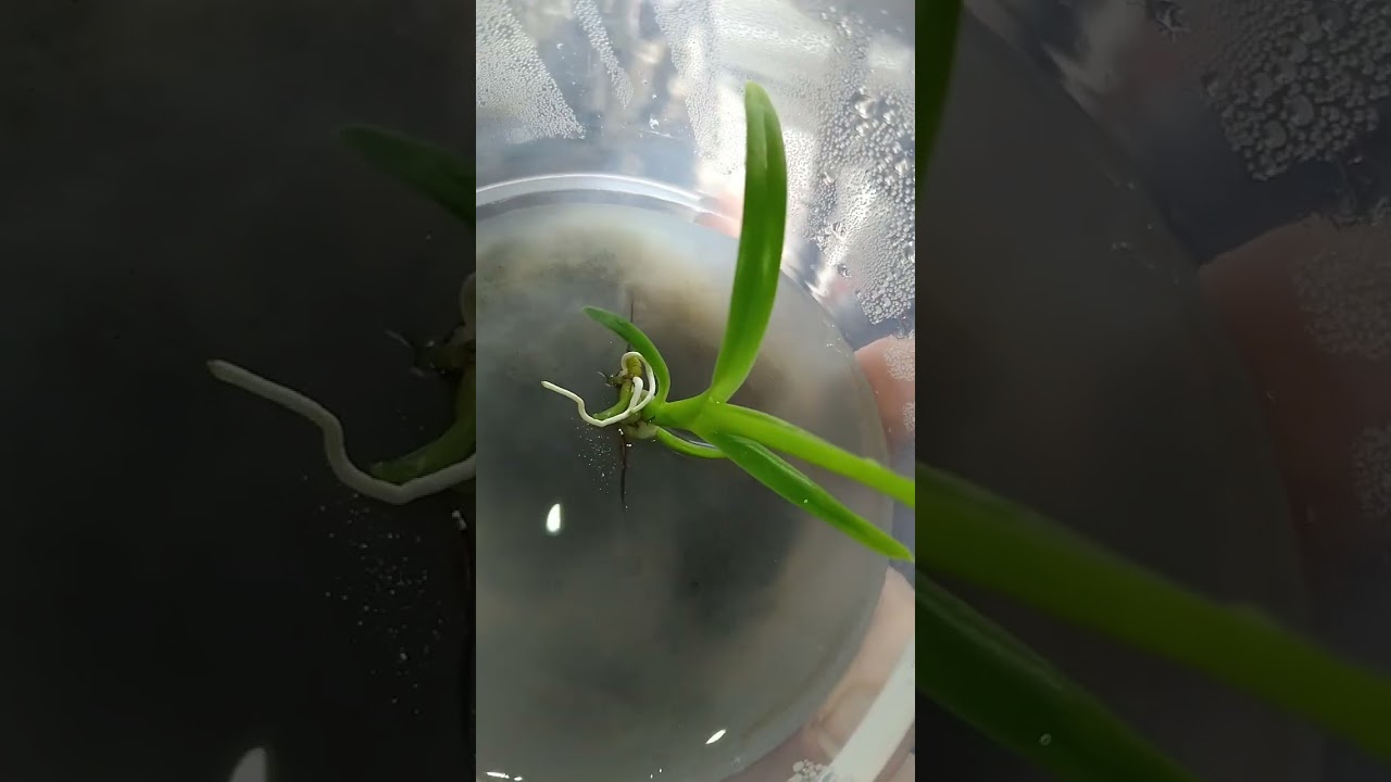 Цимбидиум, мой единственный экземпляр из фласки...#orchid #фласка #цимбидиум 