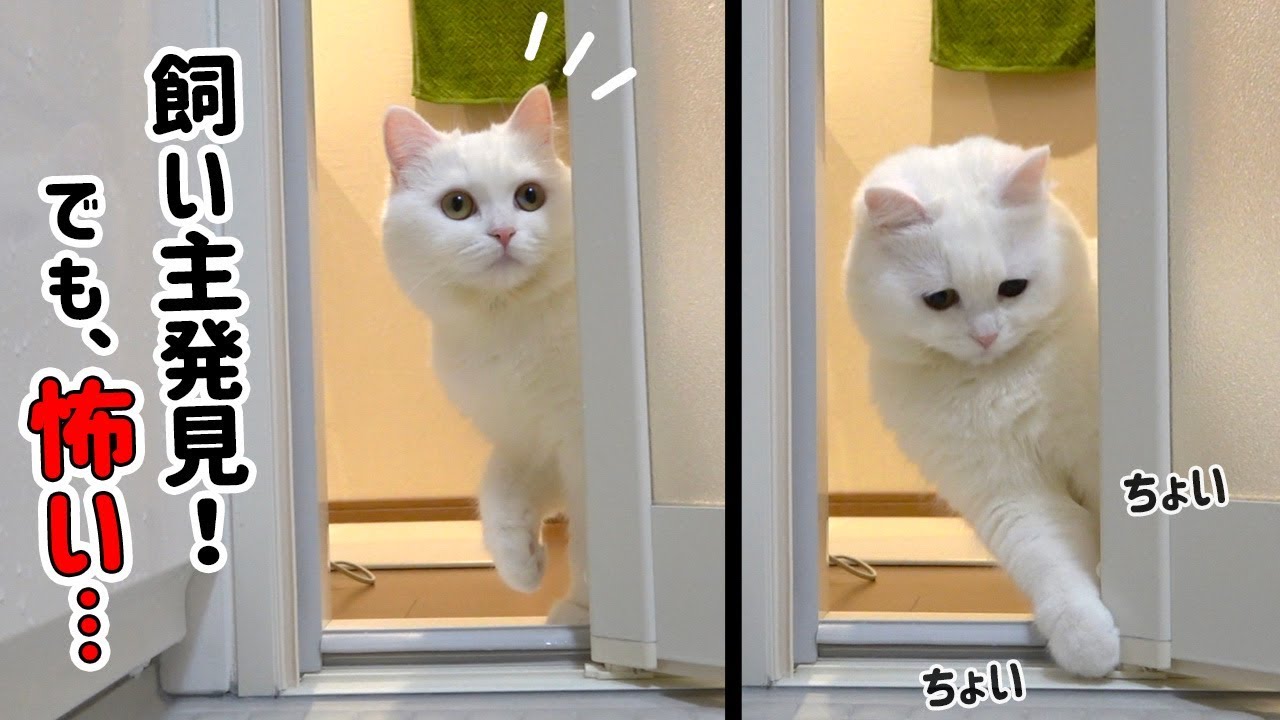 お風呂場にいる飼い主が気になるけど水が怖い猫！