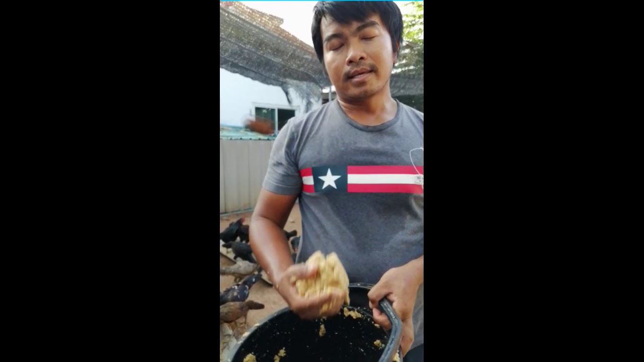 วิธีผสมอาหารสำหรับเป็ดและไก่ จากกากมันหมักยีสต์ เพื่อลดต้นทุน