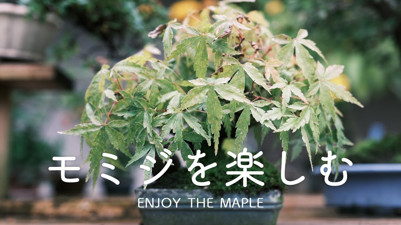 モミジの針金かけ＆楽しみ方【盆栽Q】enjoy the maple