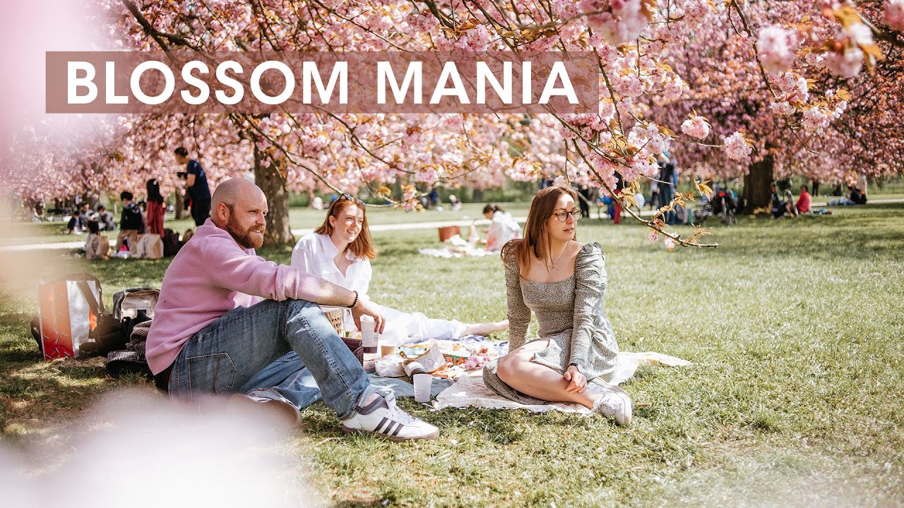Blossoms in Parc de Sceaux - Paris Cherry Blossoms