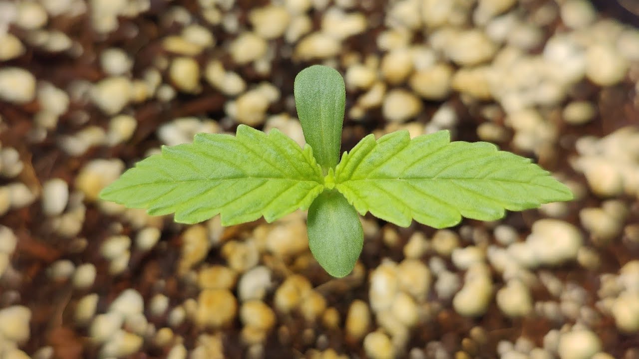 HOW TO GROW CANNABIS: FIRST NUTRIENTS DAY 7 - MIXING NUTRIENTS AND WATERING. INDOOR GROW SERIES 2025