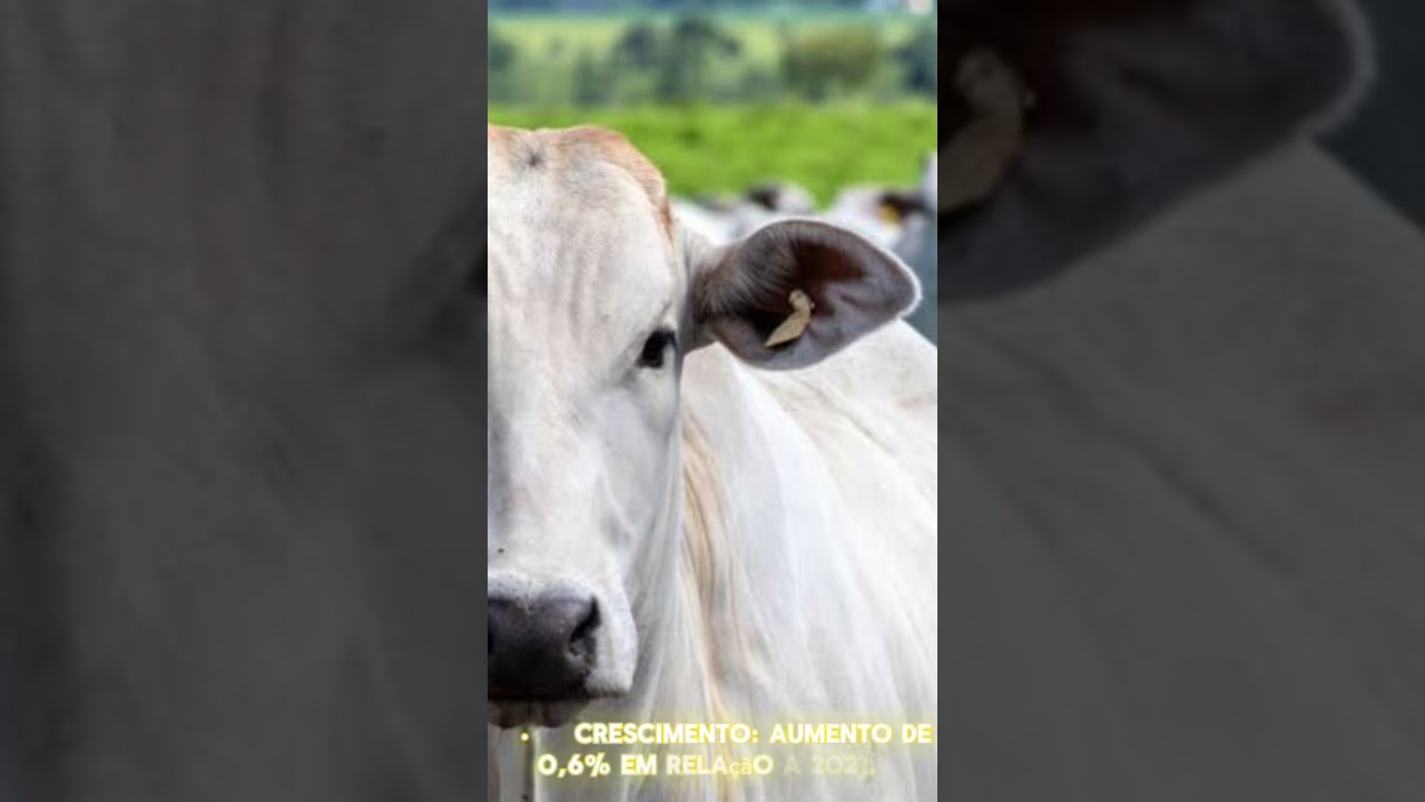 Rebanho Bovino Brasileiro 