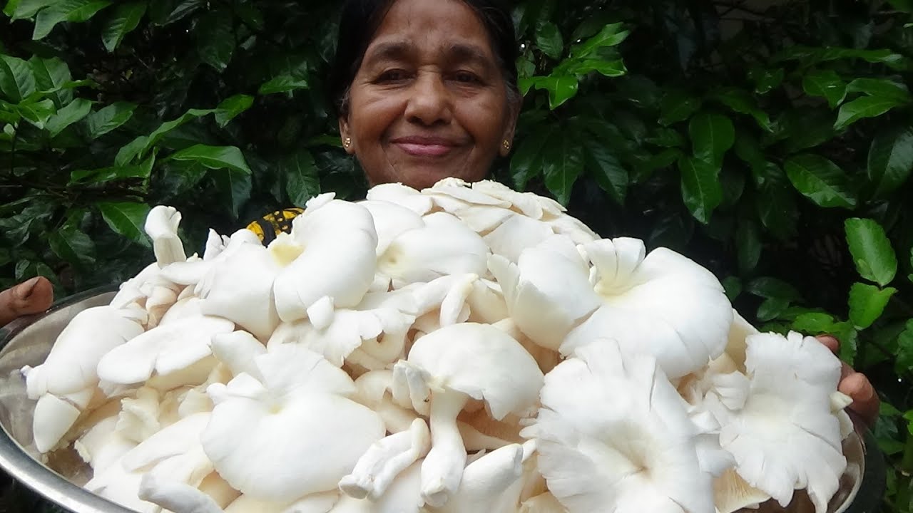 KFC Style Fried Mushroom prepared in my Village by my Mom / Village Foods