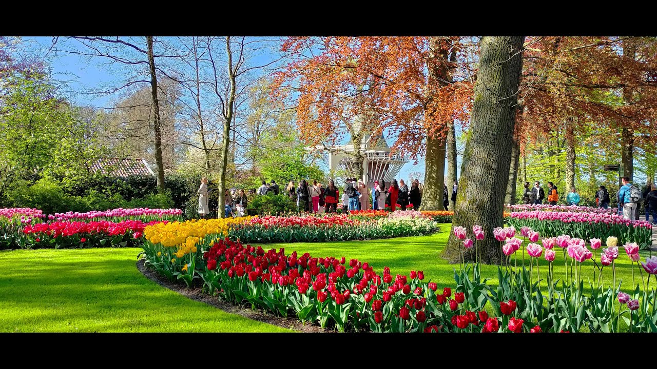 Spring Gardens 2023 | Tulips Attraction | Netherlands