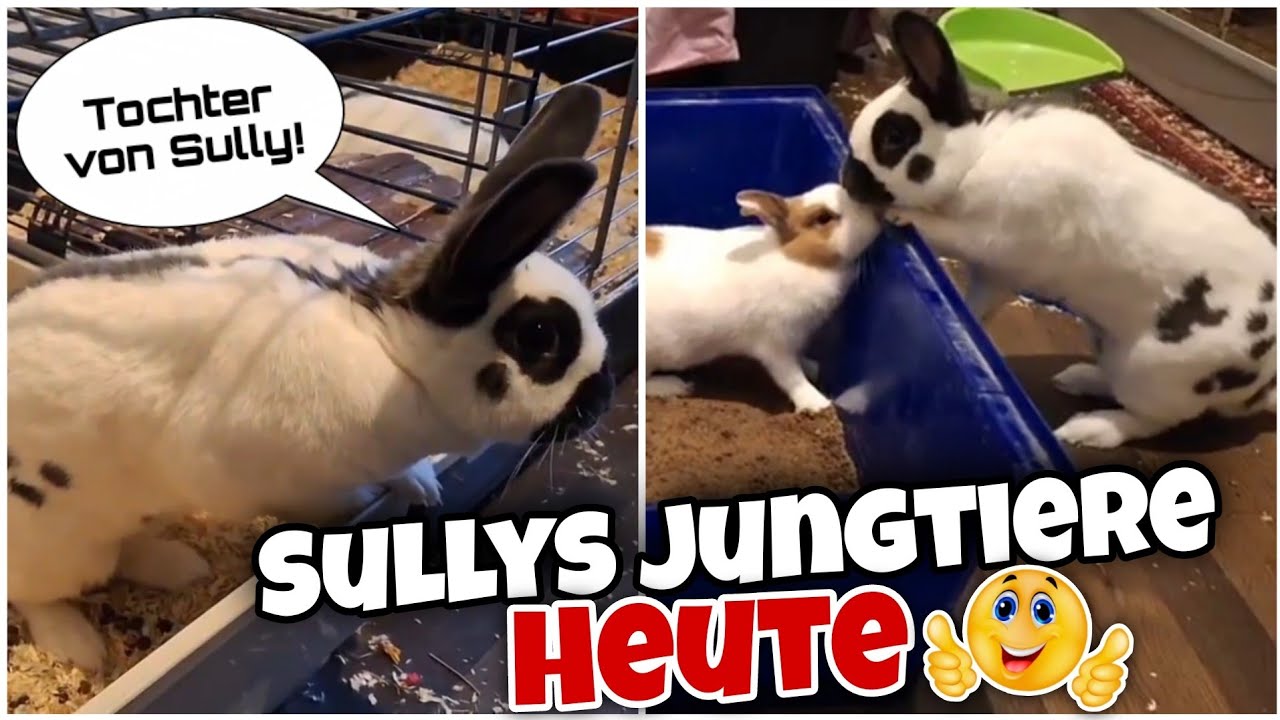 COMEBACK 😍 - So sehen die Jungtiere von Sully & Blueberry HEUTE aus! 🐇 | Schustrich S 2.0 ⭐