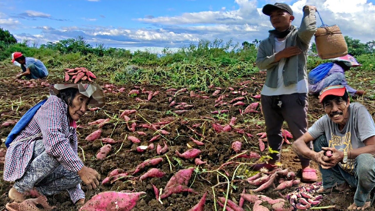 HARVESTING SWEET POTATO (kamote)| simple life in the philippines| Gayyem Ferdz