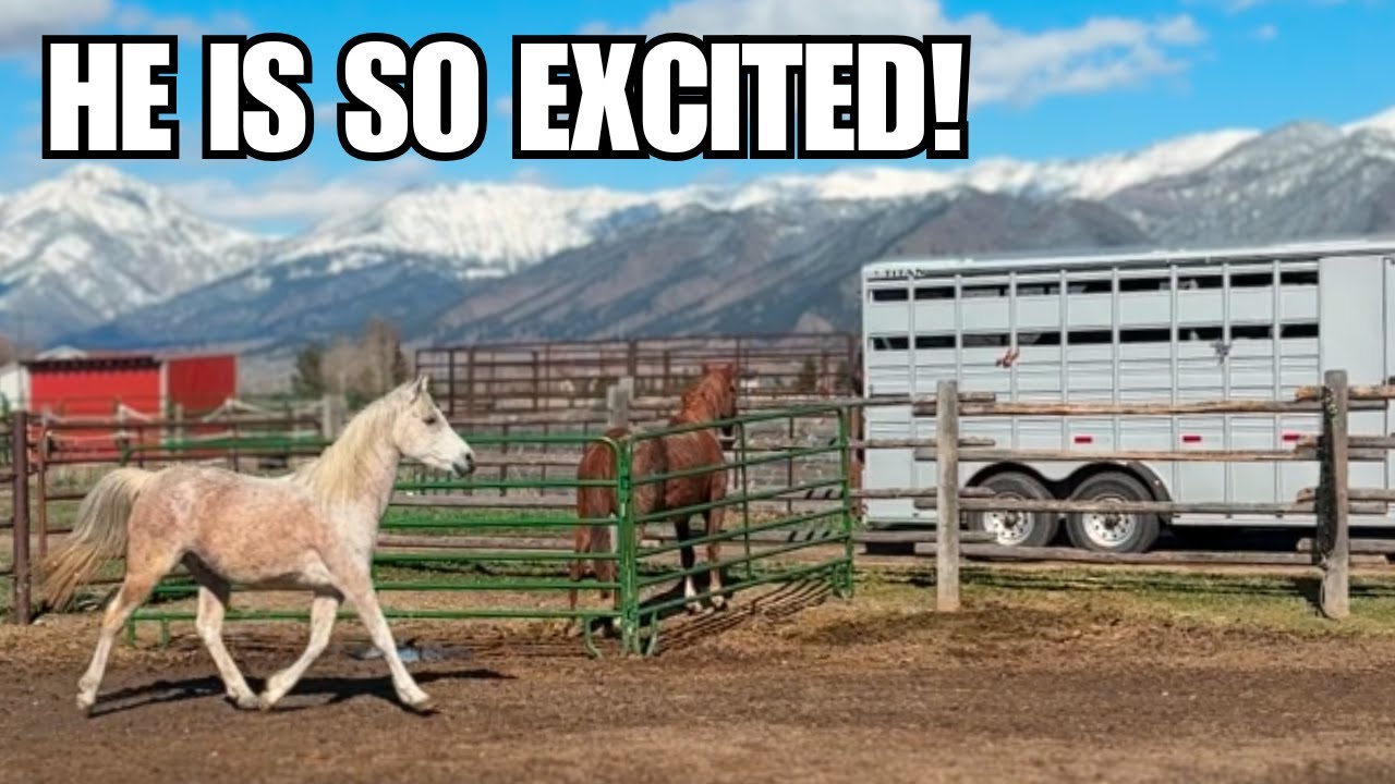 Hundreds applied to Adopt one of these neglected MORGAN HORSES