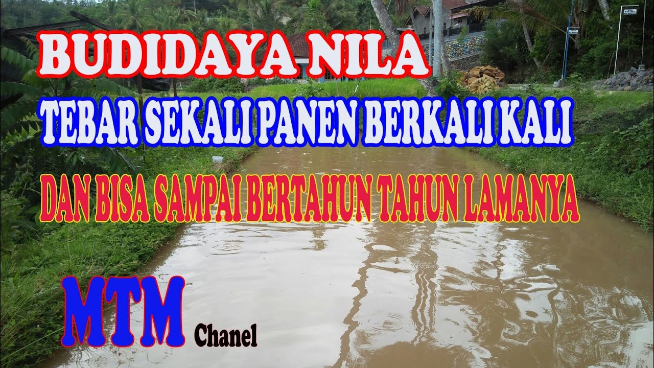 BUDIDAYA IKAN NILA # inisiatif # Mina Tani Mandiri