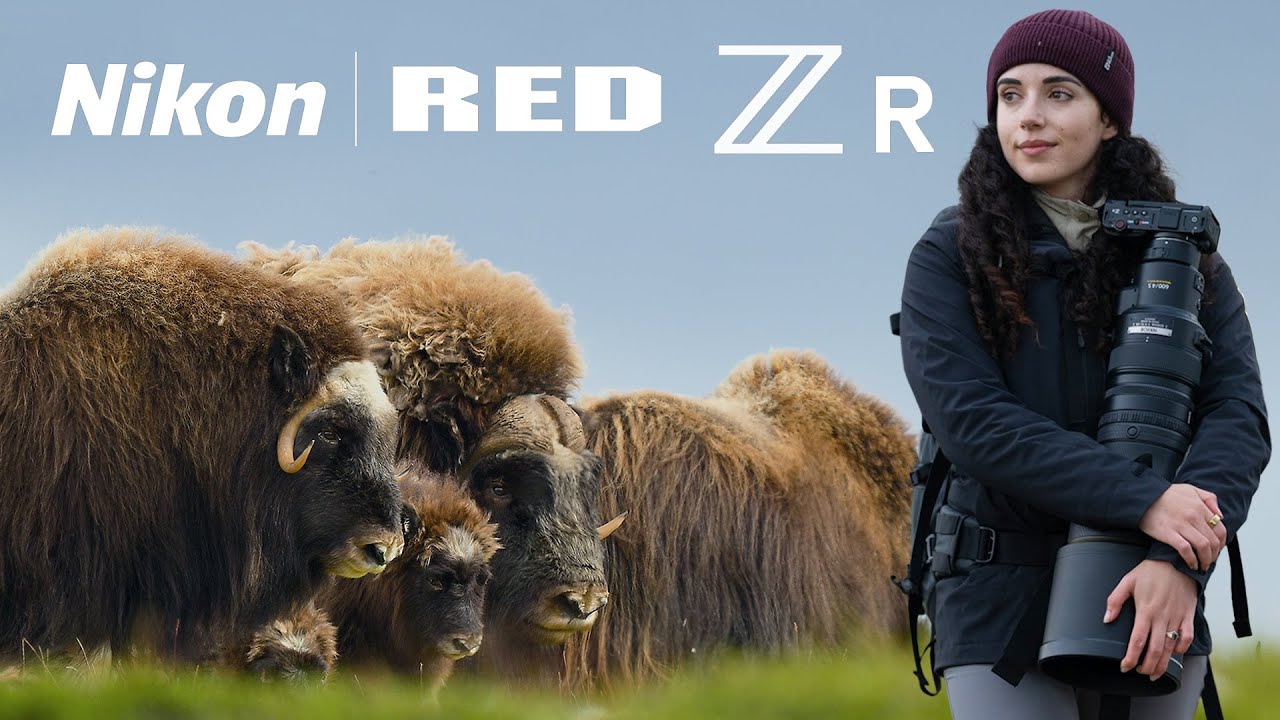 Testing the New Nikon ZR: Filming Musk Oxen in Norway
