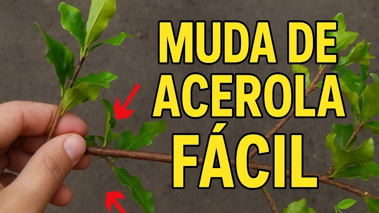 Como Plantar Acerola por Estaquia Passo a Passo | Método Simples para Mudas Fortes e Rápidas