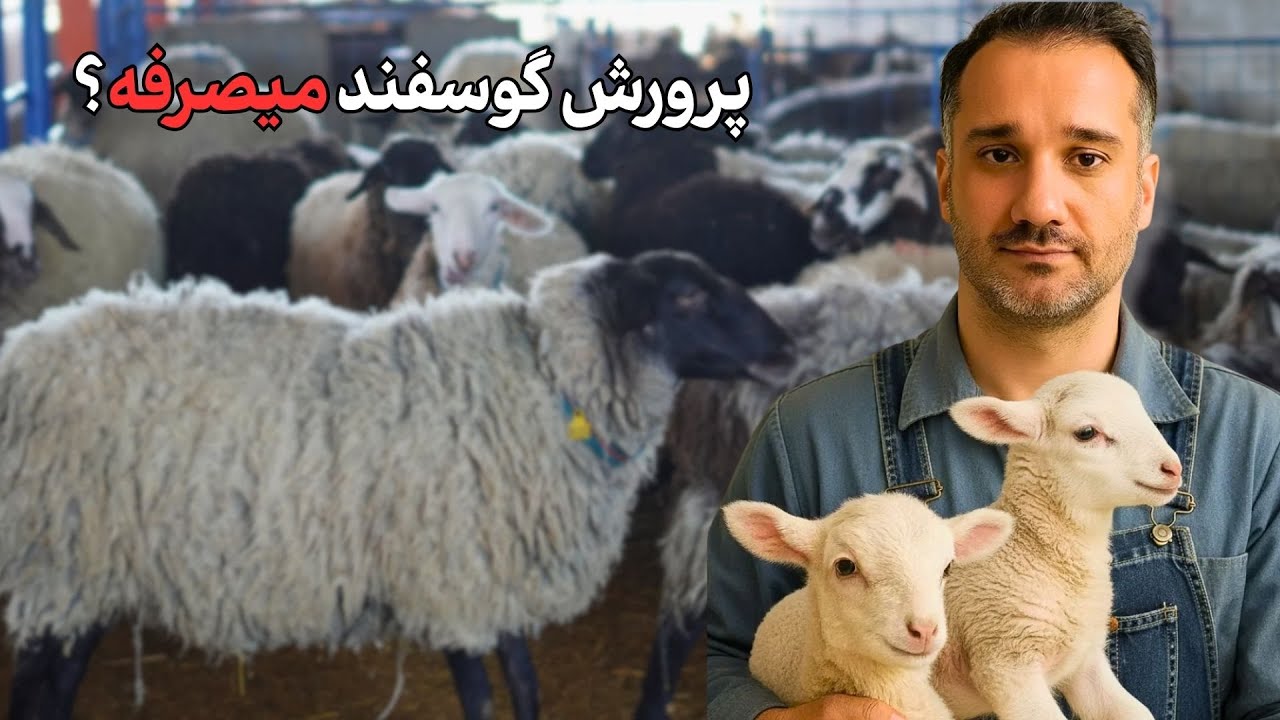 پرورش گوسفند سود داره؟