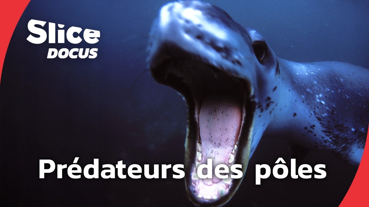 En chasse |  Episode 2 : les maîtres des pôles | SLICE Docus