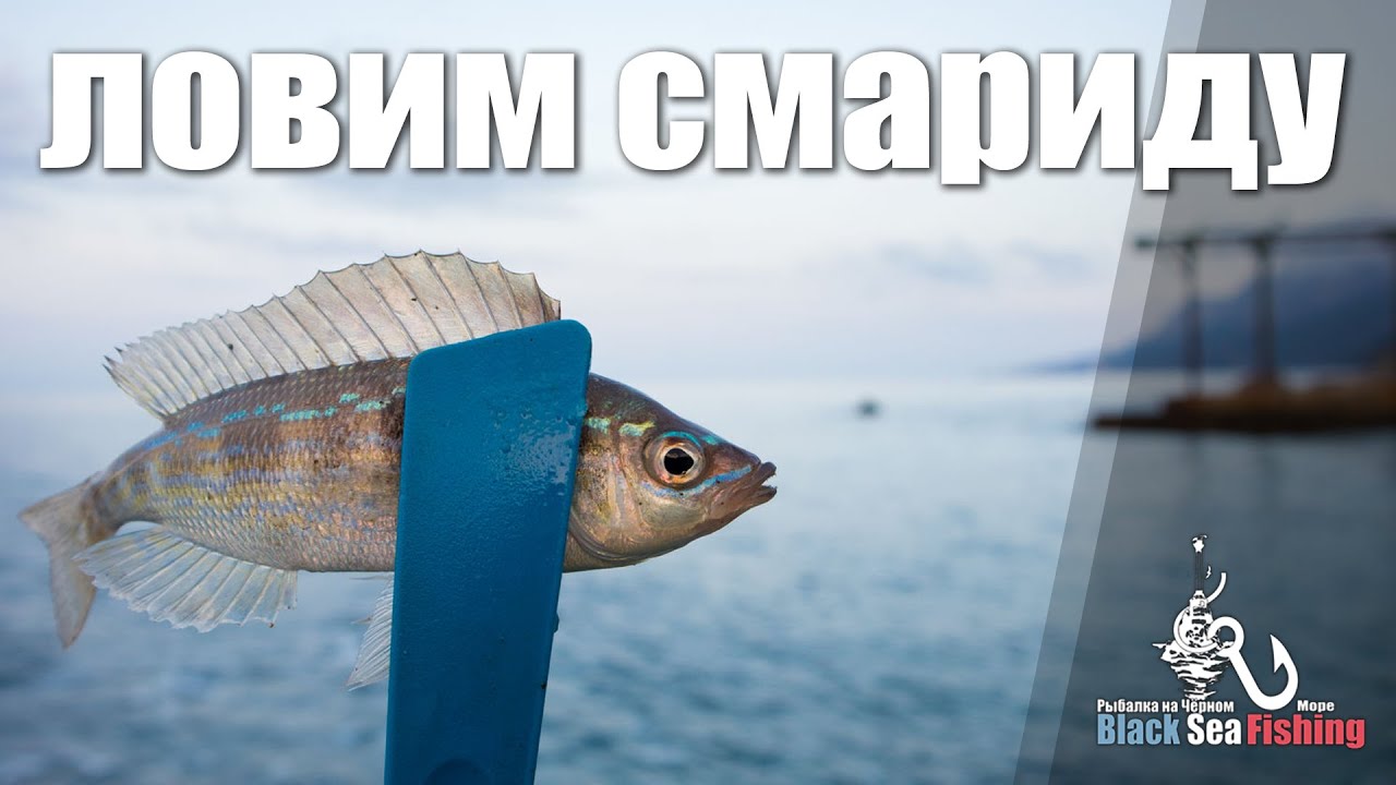 Ловим Смариду! Черноморский окунь на микроджиг.