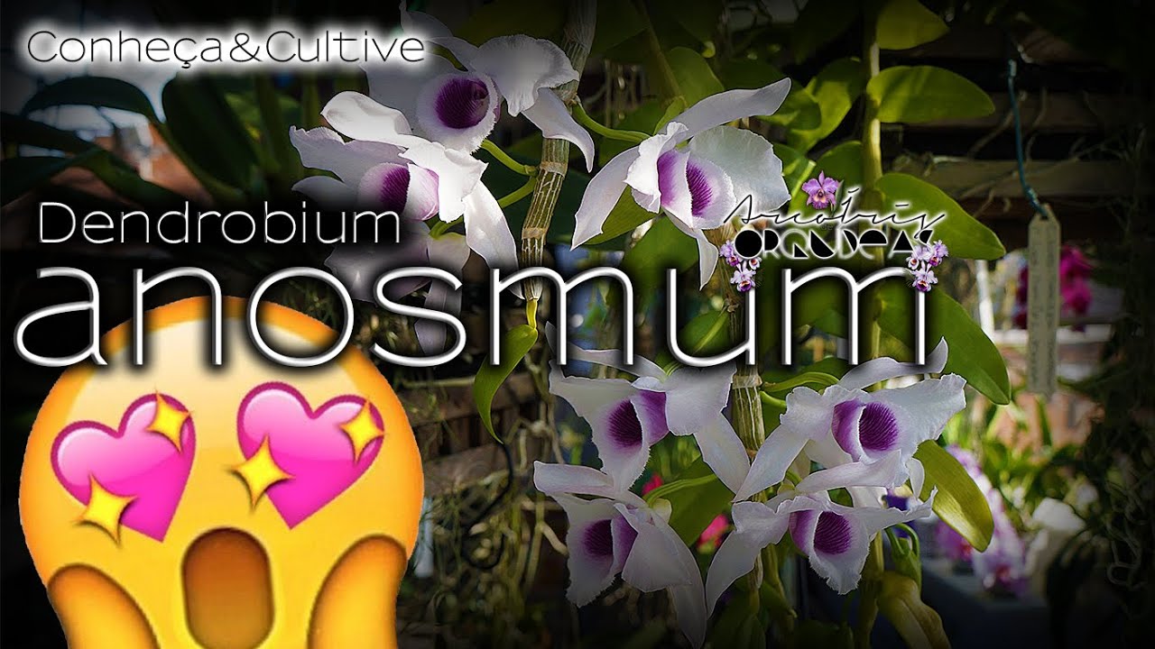 🌿🏳‍🌈💚 Dendrobium anosmum - Conheça&Cultive - Cultivo fácil de dendrobium anosmum #Orquídea #Orchid