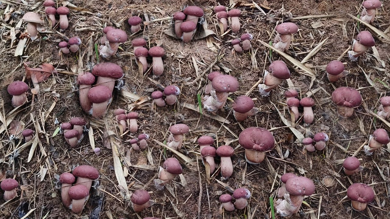 ป้าด⁉️🍄อะไรจะออกเยอะขนาดนี้