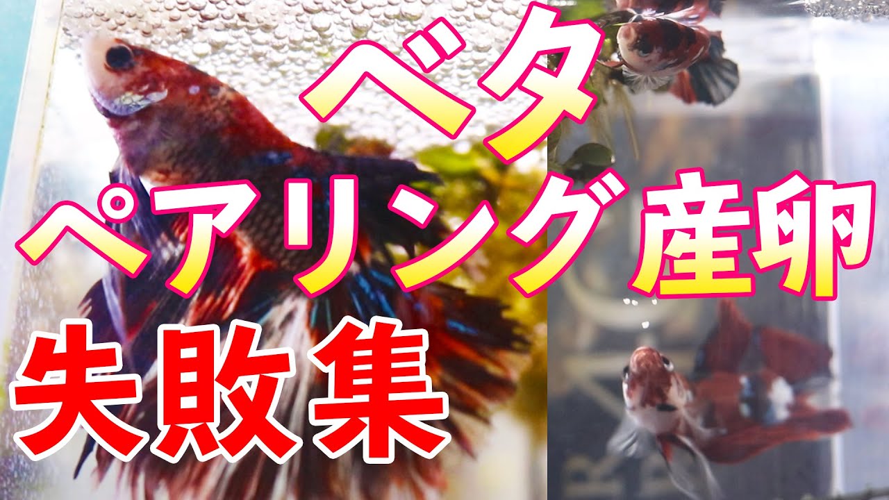 【ベタ】卵おいちー！ベタの繁殖【アクアリウム】