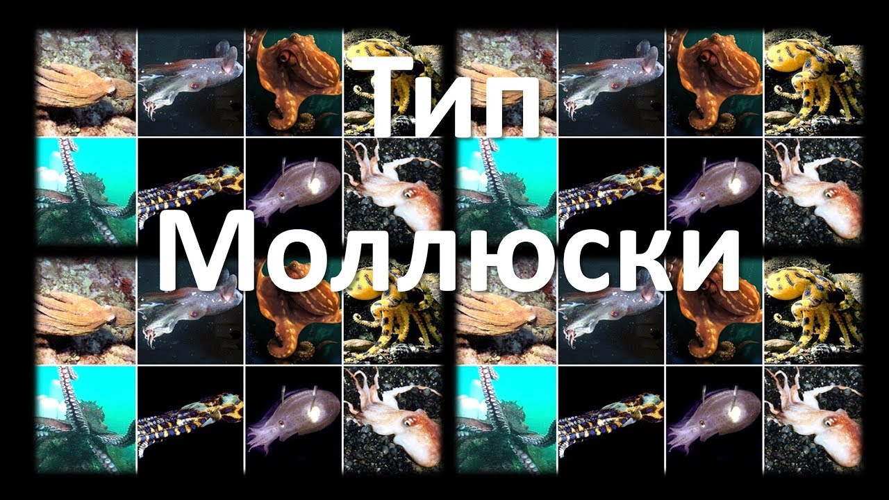 9. Моллюски - строение (7 класс) - биология, подготовка к ЕГЭ и ОГЭ 2018