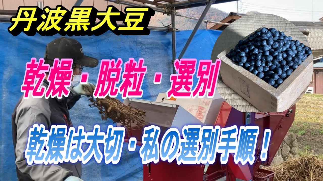 【丹波黒大豆】私の乾燥・脱粒・選別手順。ちょっとでも良い黒豆に～。