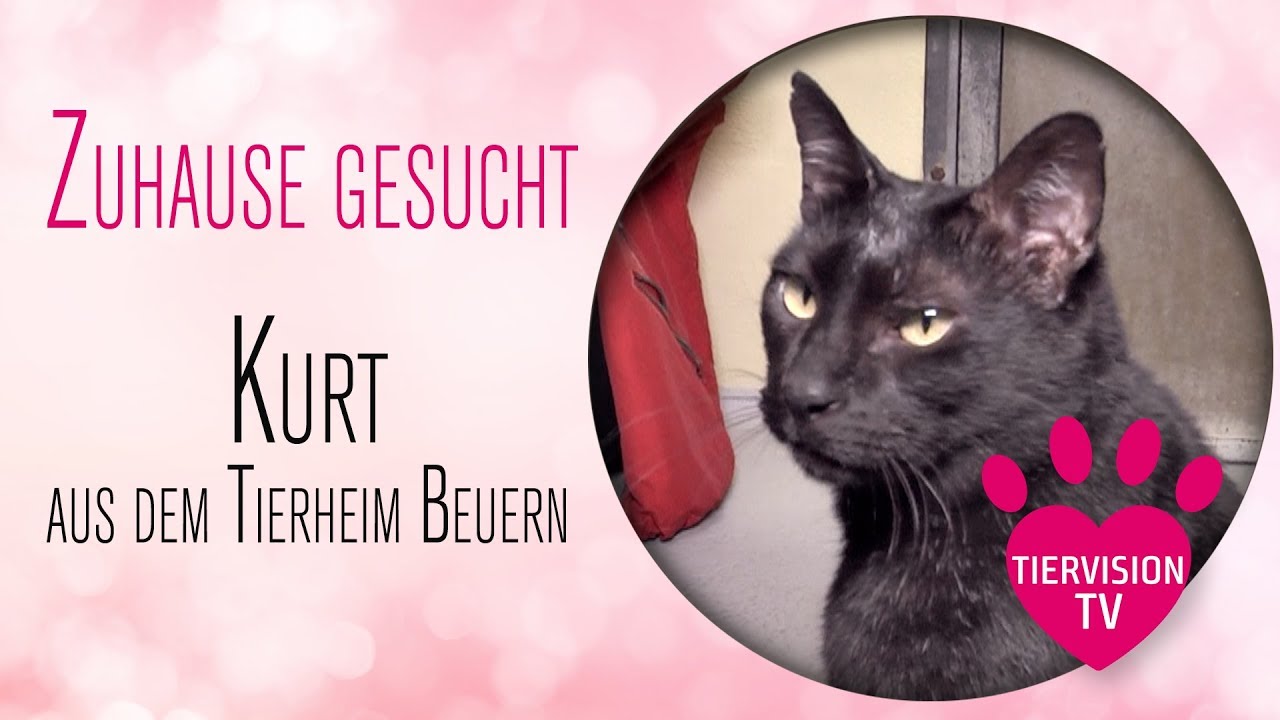 Kater Kurt möchte aus dem Tierheim ausziehen - vielleicht zu dir?