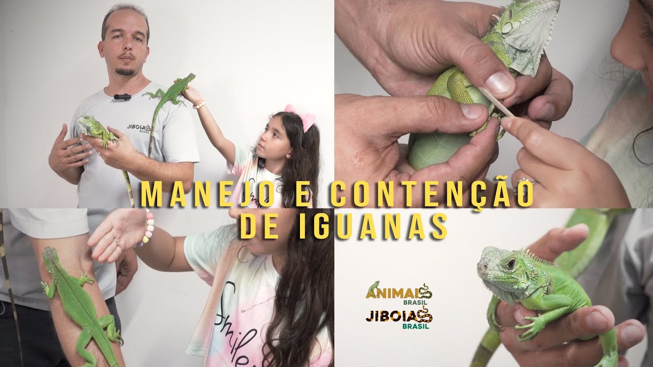 COMO CONTER UMA IGUANA?