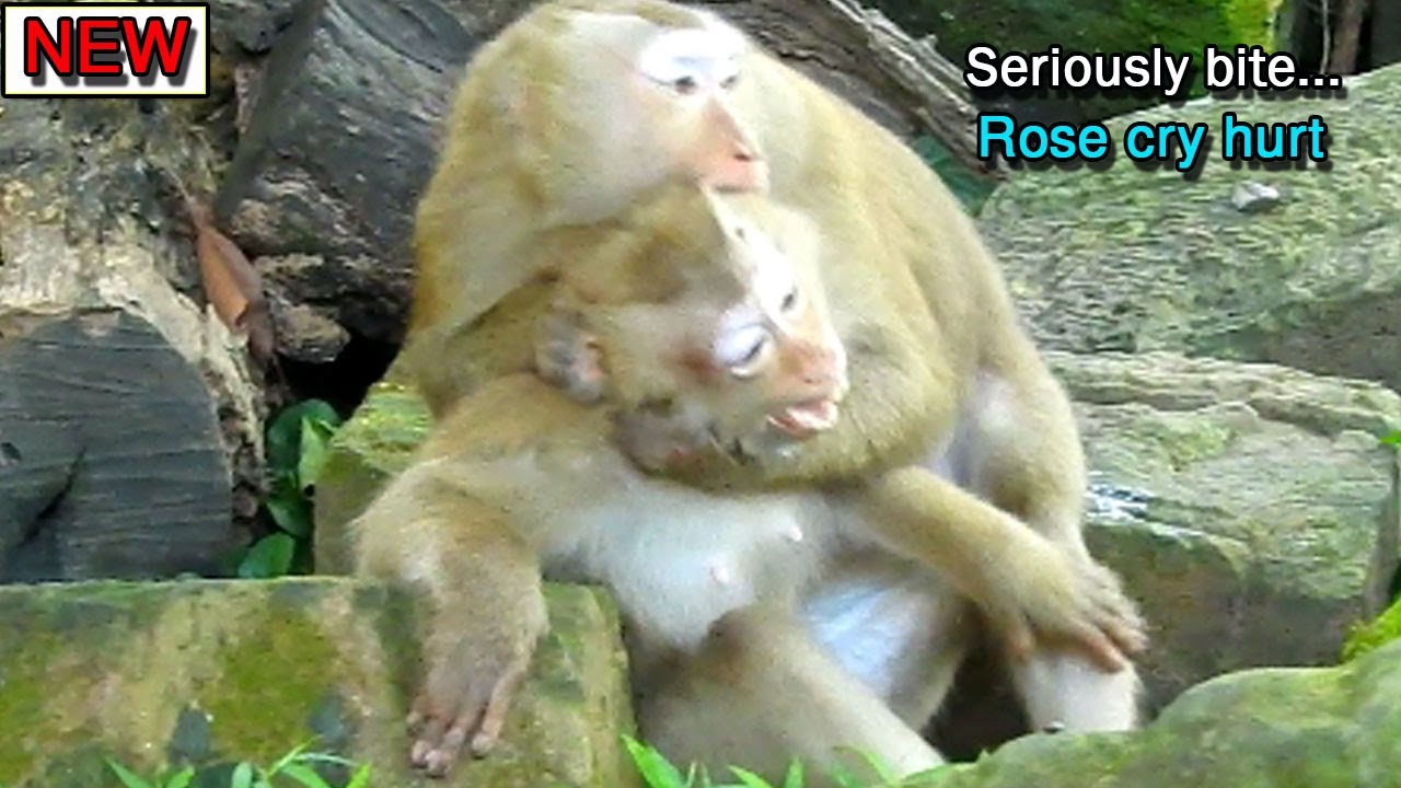Nasty Bonita Seriously biting Rose for protect Anita kidnap Rex, Rose seizure crying loudly alone