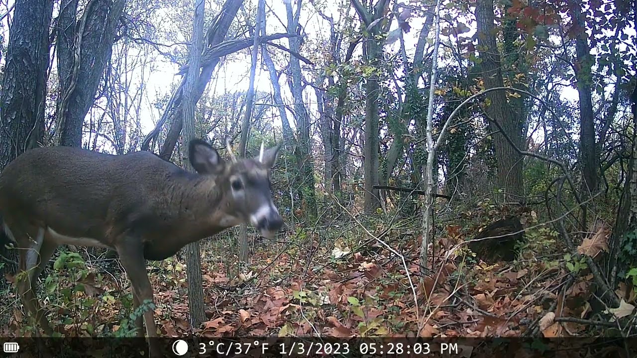 White tailed deer buck on trail cam in Maryland 