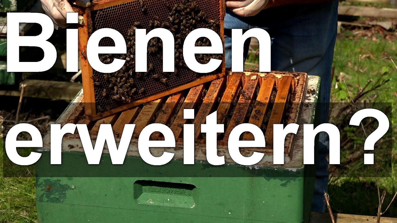 Bienen: Umstellung auf eine Brutzarge Segeberger, Honigraum geben, aber wie?
